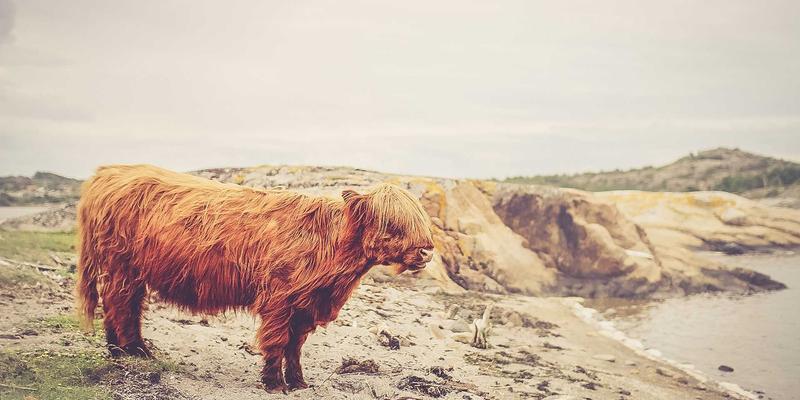 开发者社区与兴趣社区SEO实战：如何让编程问答页面在搜索引擎中脱颖而出