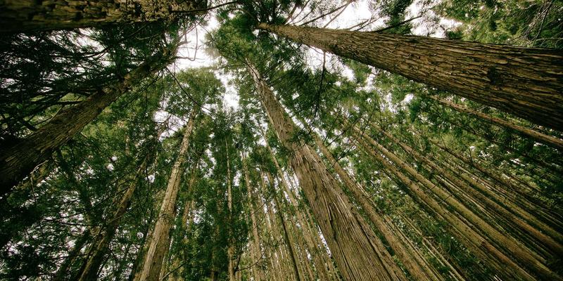 技术论坛与开发者社区：为什么它们已成为现代开发者学习与成长的核心阵地？